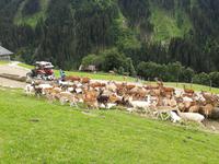 Reise ins Brixental/Tirol - Wildpark Aurach