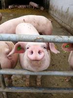 Reise ins Brixental/Tirol - Kelchsau mit Almkäserei Niederkaser