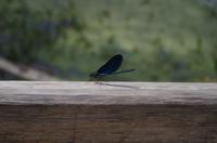 tierische Eindrücke