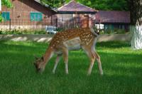 tierische Eindrücke