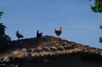 tierische Eindrücke