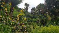 Trebah Garden 20180620 172604