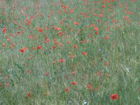 Roter Mohn in St. Rémy