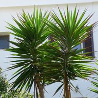 Alghero u. Neptungrotte 