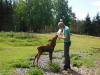 Grönase_Elchpark (3)