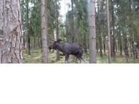 Grönase_Elchpark (7)