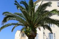 Ajaccio