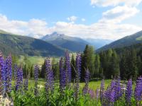Blick von der Schatzalp zum Jakobshorn
