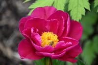 0675 Botanischer Garten von Wales