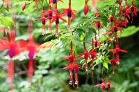 0778 Isle of Skye, Armadale Castle & Garden