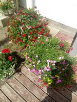Blumen