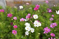 127 Schloss Drottningholm, Blumenrabatte