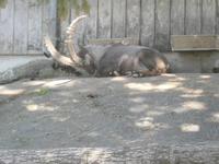 Steinbock in der Mittagshitze