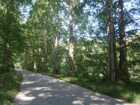 Schattige Allee auf der Insel