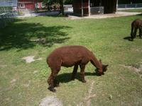 Weitere Bewohner des Zoos