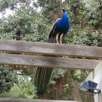 P1190646.,Cartagena (11)