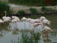 P1210108 Camargue (4)