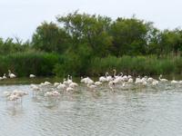 P1210108 Camargue (10)