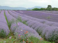 P1210153 Roussillon, Gordes u. Abtei Senanque (71)