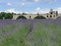 P1210224 Pont du Gard u. Avignon (21)