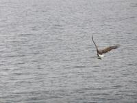 Seeadlersafari - Seeadler mit Beute