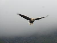 Seeadlersafari - Seeadler
