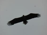 Seeadlersafari - Seeadler
