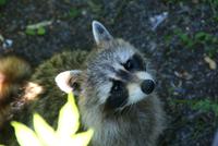 wer kann diesem Blick widerstehen?