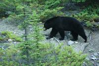 der erste Schwarzbär