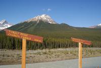Fotostopp auf dem Weg zum Athasbasca Gletscher