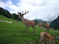 Wildpark Aurach
