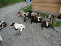 Wildpark Aurach