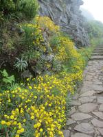 Ginster, Ginster, überall Ginster!