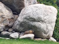 Murmeltier in Kamloops