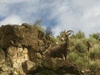 Krummhornschafe schauen dem Zug zu