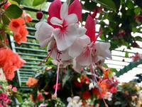 Haengender Garten in Butchart Garten, Victoria