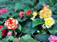 Begonien aller Art in Butchart Garten