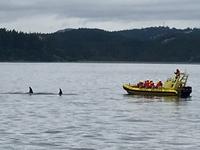 Mutter und Kind Orca