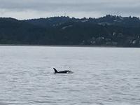 transiente Orca