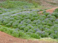 053 Landschaft bei Reykjavik