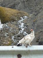 107 Spitzbergen - Longyearbyen