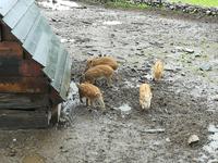 169 Lofoten - Wikinger-Museum in Borg