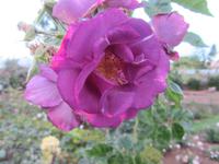 Im botanischen Garten 