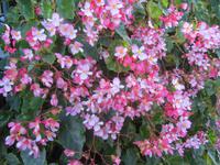 Im botanischen Garten