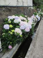 An der Levada blüht es