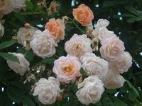 Kasteel de Haar Rosengarten