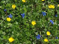 Alpenblumen