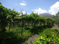 Blick zum Vesuv