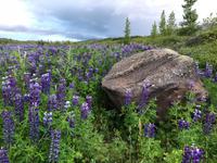 Lupidenfelder im Svartiskogur 