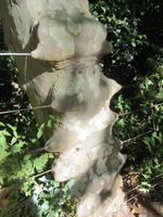 Quinta do Palheiro -  Die Natur holt sich ihren Teil zurück